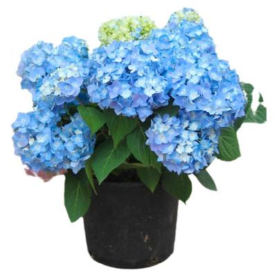 无尽夏老桩四季易种活绣球花苗