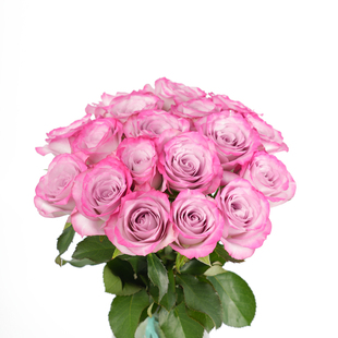 山东基地直发无土玫瑰百合顺丰包邮鲜花鲜切花束年宵花新鲜情人节