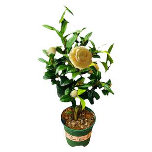 正黄旗稀有名贵品种茶花黄色大花型福建龙岩花卉盆栽绿植耐寒好养