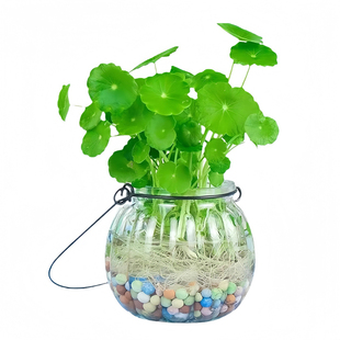 铜钱草草籽水培植物大叶金钱草种子水养室内花卉盆栽四季缸养碗莲