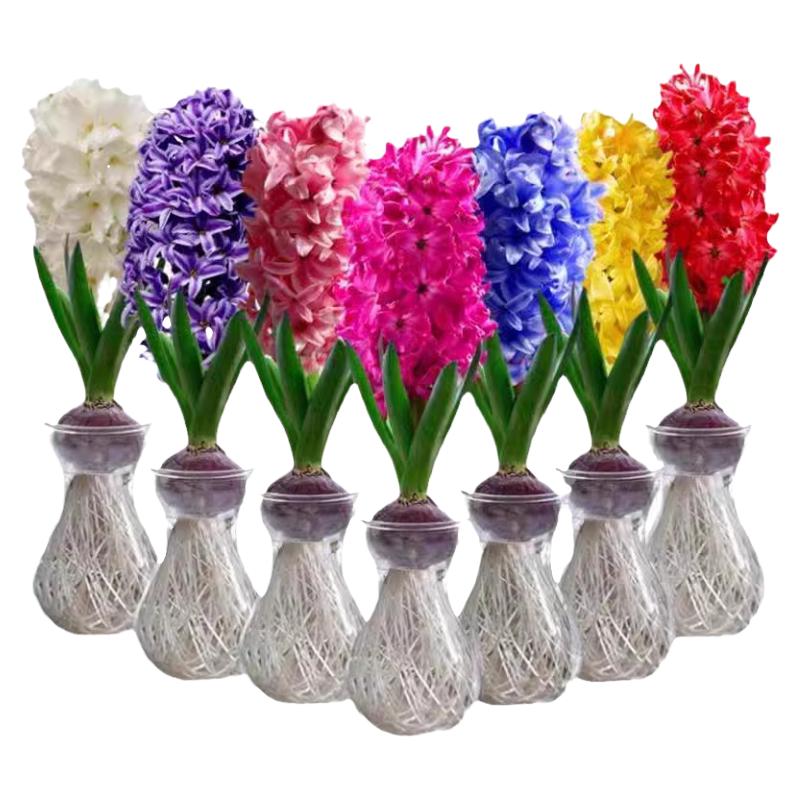 风信子种球水培植物四季耐寒水养土培套餐冬季易种活室内花卉盆栽