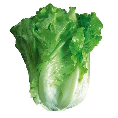 耐抽苔意大利生菜种子耐冬耐冻