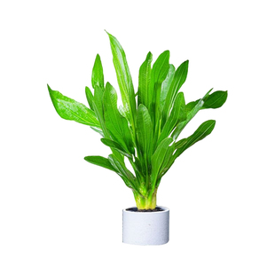 大叶九冠水草鱼缸专用造景阴性迷你水培植物无需底沙新手养鱼净水