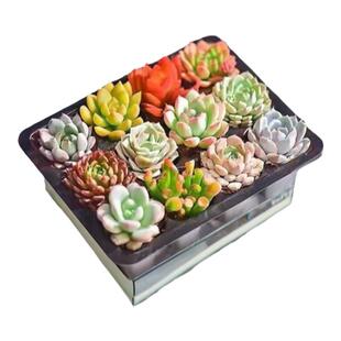 处理多肉植物2-4厘米组合盆栽绿植花卉玉露大颗好养室内精品肉肉