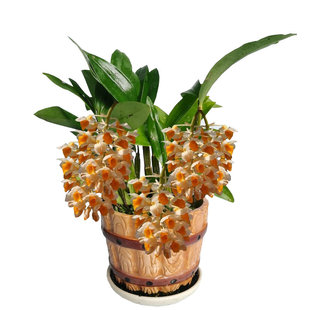 球花石斛苗绿植物淡香花卉阳台办公室内观赏盆栽寄生吊兰带根好养