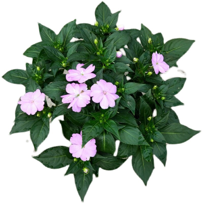 四季植物绿色垂吊盆栽凤仙花包邮