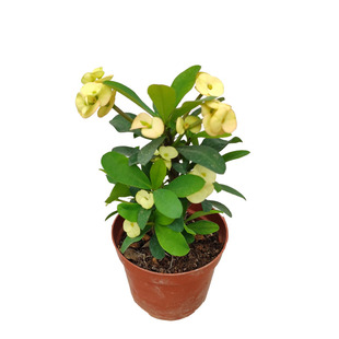 耐旱四季铁海棠中花黄色虎刺梅盆栽耐暴晒常年开花植物黄花刺海棠