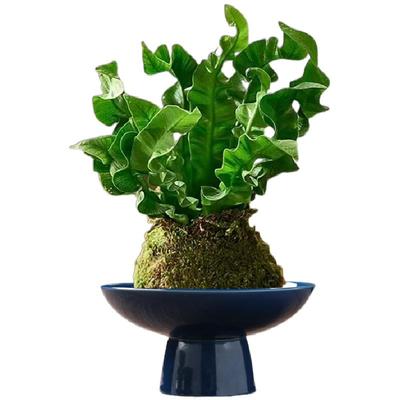 带花四季开花迷你超微型月季玫瑰姬月季苔藓球阳台窗台桌面绿花卉