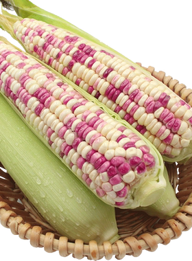 广西花糯玉米新鲜现摘带皮生的软糯香爆浆5-9斤甜玉米棒子苞谷