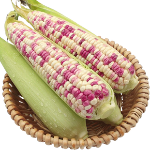 广西花糯玉米新鲜现摘带皮生的软糯香爆浆5-9斤甜玉米棒子苞谷