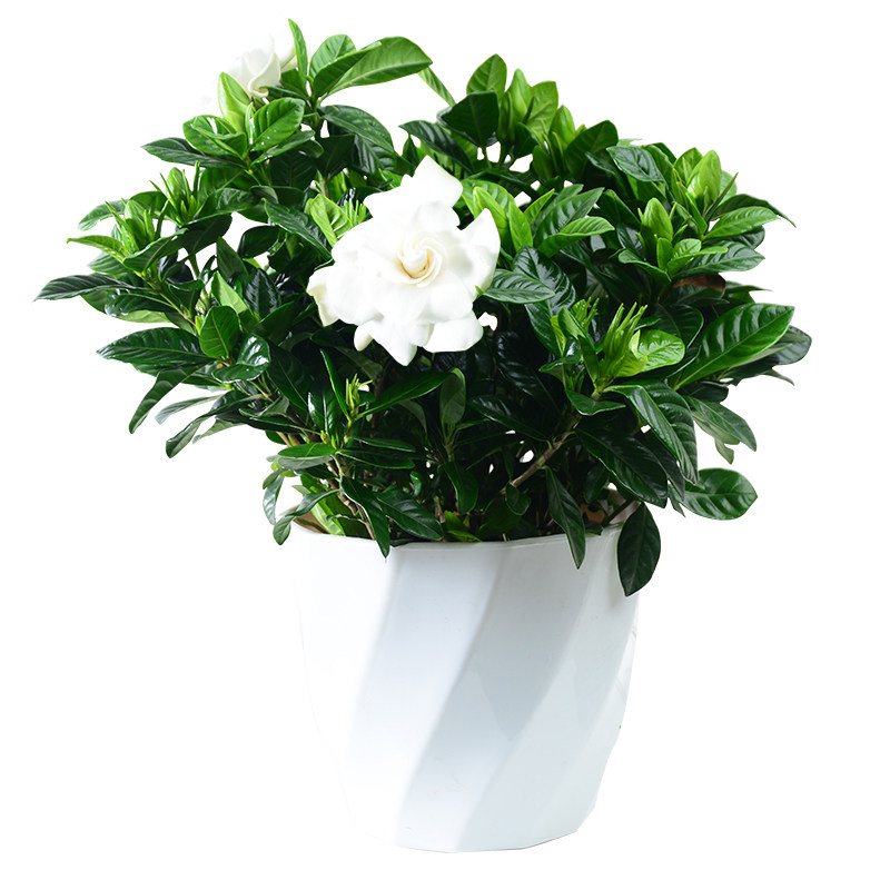 栀子花阳台庭院带花苞满屋飘香