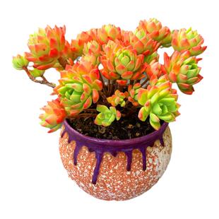 多肉植物 马库斯多头大盆  带盆栽好易服盆好养殖花卉