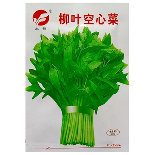 柳叶空心菜种子小叶尖叶通心菜通菜蕹菜藤菜籽阳台菜植20克200粒