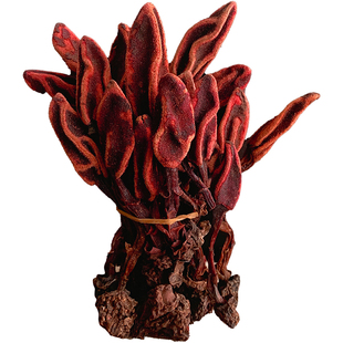 云南深山回春草野生新货正品不老草顶天柱草苁蓉男性滋补泡酒料