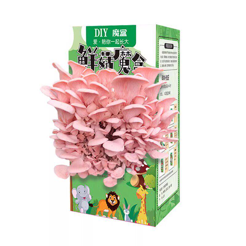 蘑菇种植盒儿童家庭学业作业