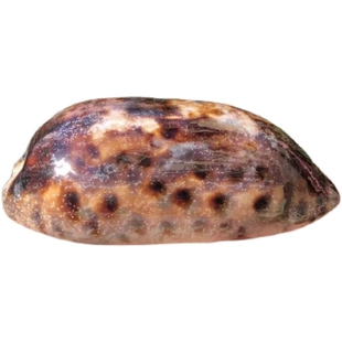 丛云宝螺天然稀有海螺猪仔螺精品标本收藏家居摆件装饰水族馆造景