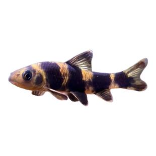 原生好养耐活华鳈小鳈黑鳍鳈淡水小丑鱼熊猫冷水淡水观赏工具鱼苗