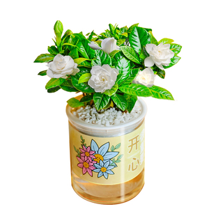 【灵犀物造】懒人绿植盆栽办公桌好养植物鸭脚木袖珍椰子水培绿植