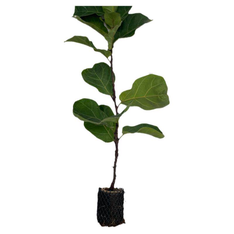 鸭脚木八方来财植物盆栽好养活