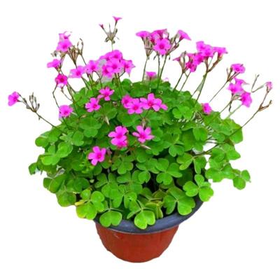 低矮花卉红花幸运草种球四季开花