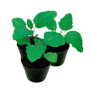 托鲁巴姆种子茄子嫁接专用砧木种子春夏秋冬季散装种孑八目大棚籽