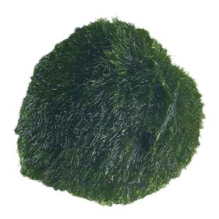 marimo幸福海藻球马里莫绿藻球mossball水培植物便携式显微镜鉴定