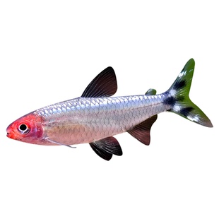 皇室青魔鬼灯鱼南美灯鱼热带观赏鱼可卡灯电光蝴蝶凯蒂蓝凯瑞群游