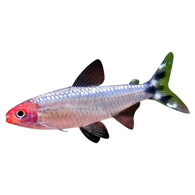 小型热带观赏鱼淡水好养灯科包邮