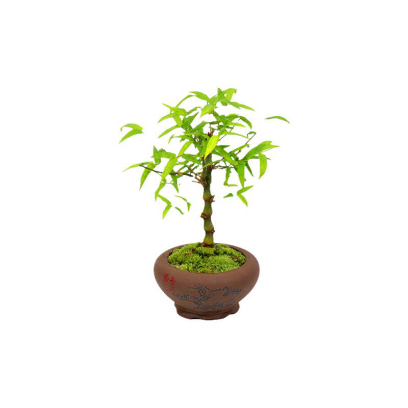 室内阳台观叶植物微型佛肚竹