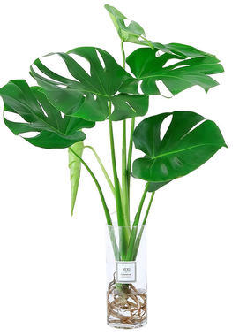 龟背竹水培植物室内好养绿