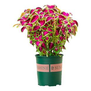 五彩苏盆栽紫色叶子彩叶草室内阳台室外庭院花卉植物观叶绿植花苗