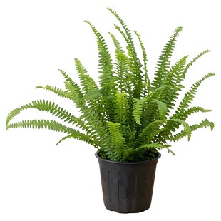 肾蕨盆栽排骨草波士顿蕨室内阳台庭院可种植绿化花镜造景观叶植物