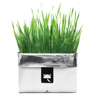 未卡猫草种籽盆栽化毛已种好水培种植小麦草种籽猫薄荷草猫咪零食