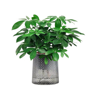 八方来财鸭脚木盆栽四季常青室内花卉招财旺宅客厅绿植物发财树苗