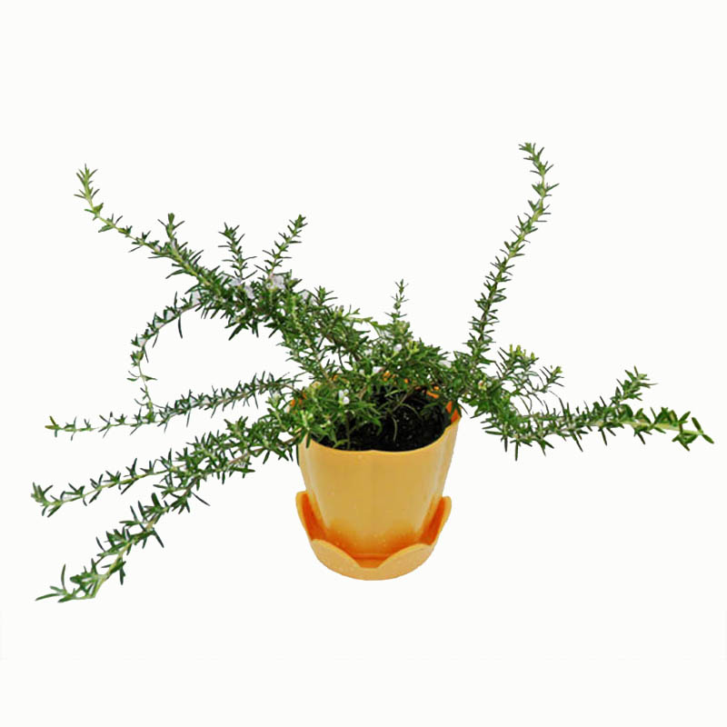 匍匐迷迭香盆栽芳香植物香草盆栽花卉驱蚊西餐调料百里香开花包邮
