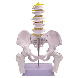 女性骨盆及盆底肌模型人体盆腔肌肉解剖分娩康复助产教学子宫教具