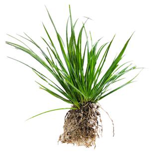 菖蒲虎须附养龟鱼池水边植物观赏文玩土培水培鱼缸阳台客厅庭院