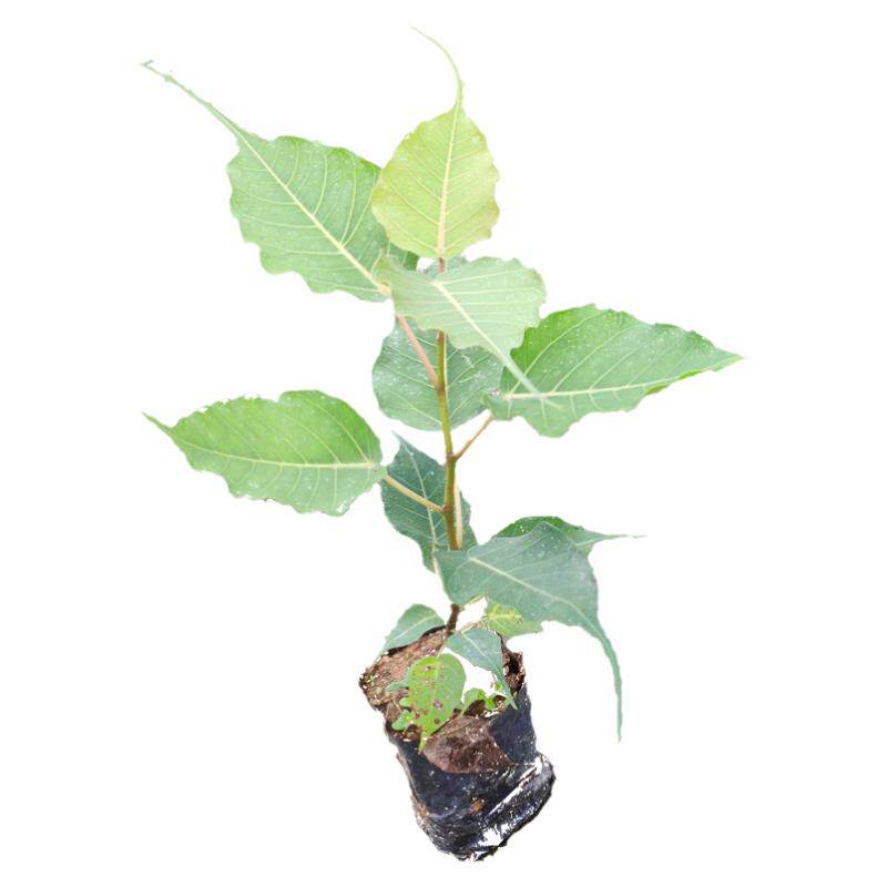 菩提树苗盆栽 珍贵树苗 印度金刚菩提庭院 室内外名贵平安树苗