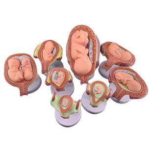 人体胚胎胎儿妊娠发育周期产科子宫解剖妇幼计生培训教学演示模型