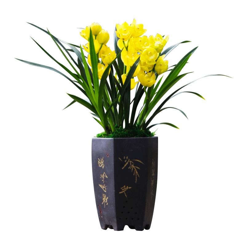 超香名贵兰花【金玉满堂】浓香大花朵盆栽室内花卉建兰绿植文心兰