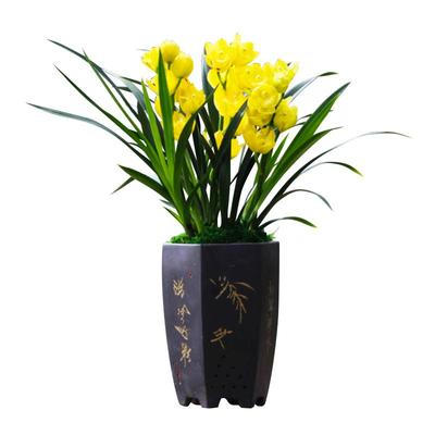 名贵兰花金玉满堂浓香大花朵