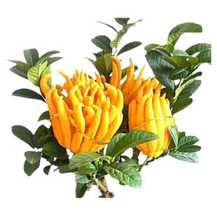 佛手树苗盆栽带果金华佛手柑盆景可食用植物阳台庭院花卉绿植好养