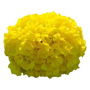 南非万寿菊花种子四季易活除虫驱蚊盆栽花卉花种花籽菊花种籽子