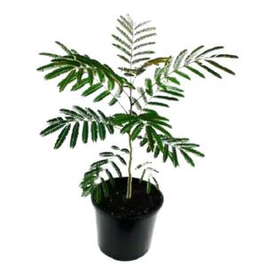 合欢花树苗绒花树南北方庭院别墅植物盆栽风景彩色树绿化苗芙蓉苗