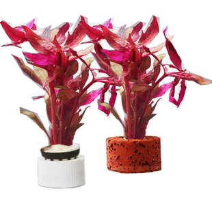 豹纹血心兰水草鱼缸造景水草后景阴性草鱼缸装饰造景懒人好养耐活