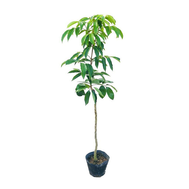 荔枝树苗妃子笑苗嫁接桂味荔枝