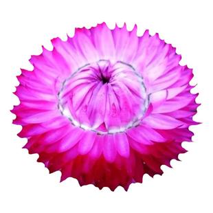 麦杆菊种子混色1000粒室外春季秋季撒播好发芽好管理花园花卉种子