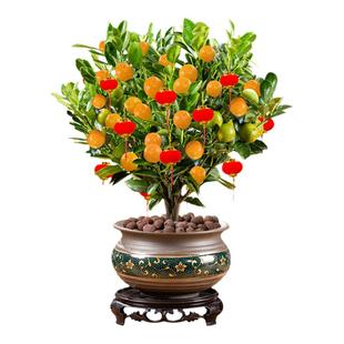 四季金桔树盆栽花卉植物室内花金橘子树带果阳台观赏年宵盆景好养