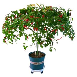 辣椒树种子四季多年生高产巨型辣椒蔬种籽美人椒阳台盆栽蔬菜种孑