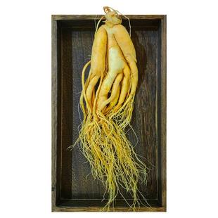 长白山人参鲜人参泡酒中药材煲汤滋补送礼泡酒材料东北特产大人参